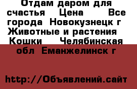 Отдам даром для счастья. › Цена ­ 1 - Все города, Новокузнецк г. Животные и растения » Кошки   . Челябинская обл.,Еманжелинск г.